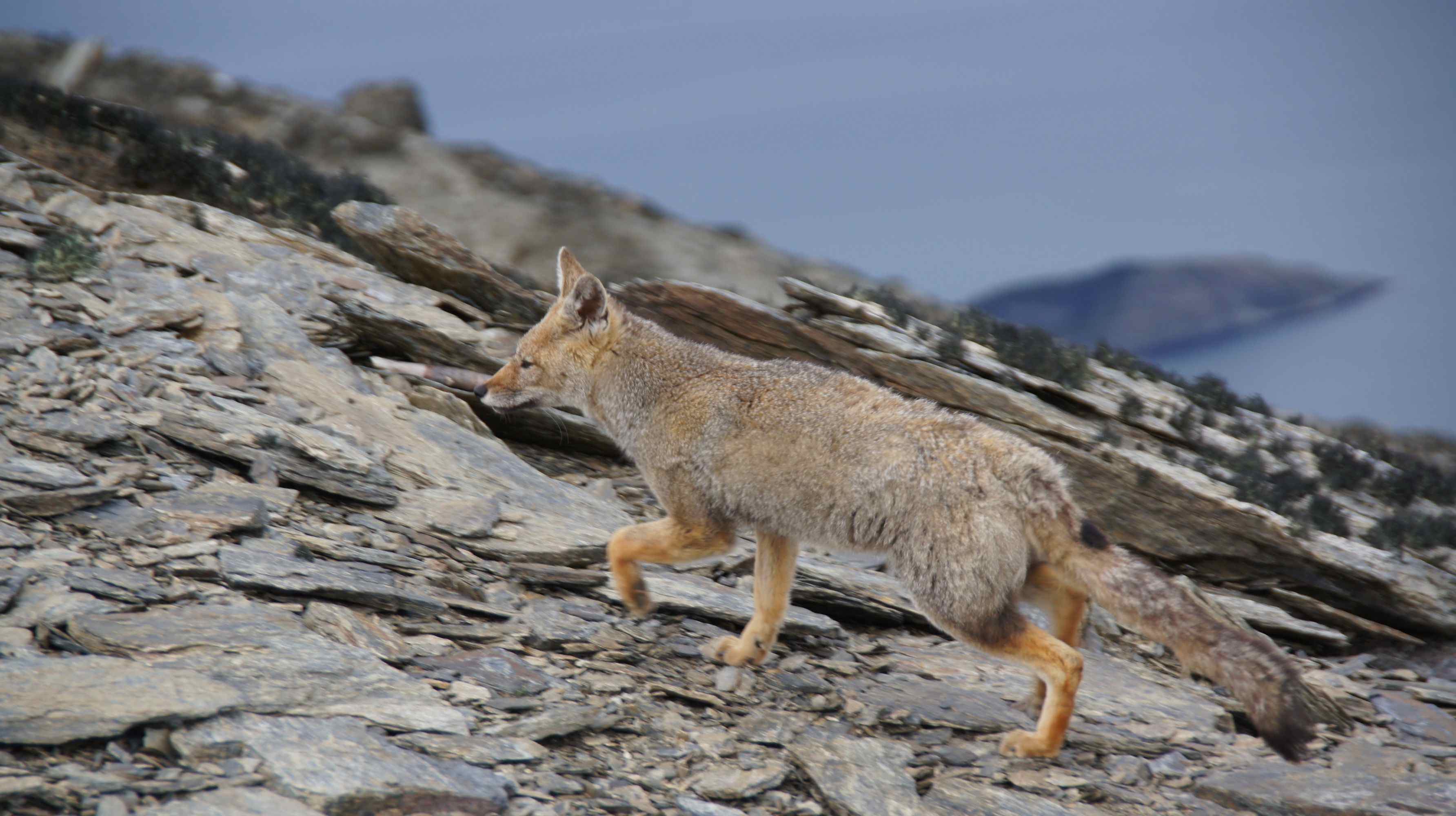 Fuchs auf dem Gipfel