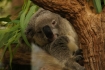 Einer der Koala-Bande ist wenigstens halbwegs wach..