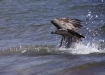 Pelikan auf Fischjagd