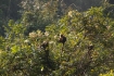 Eine Horde wilder Affen in einem wahrscheinlich eingeschlossenen Ökosystem