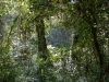 ... weider im schönen Regenwald - jeder Schritt runter bedeutet auch mehr Sauerstoff und wärmere Temperaturen