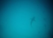 Weissspitzen-Haie - White-tipped sharks