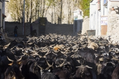 rush hour in the streets of Lo in the morning.. all the animals leave the village for the day..