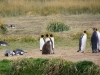 Pinguinenleben - ausspannen, berichten oder zuschauen