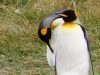 Pinguinen-Paar