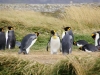 Unstimmigkeiten unter Pinguinen