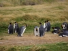 Unstimmigkeiten unter Pinguinen II