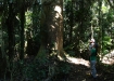 Toborochi - Baum, welcher auf seiner ganzen Länge einen gleichmässig dicken, beachtlichen Stamm aufweist!