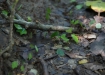 fleissige Leaf-cutter Ameisen