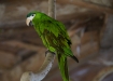 Cobalt-Wing Parakeet