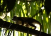 Squirrel Monkey - Totekopfäffchen