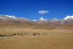 Yak-Herde auf der unendlichen Ebene des Changtang in Nordtibet