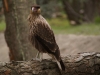 Chimangokarakara - Greifvogel