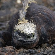 Galapagos – die verzauberten Inseln!
